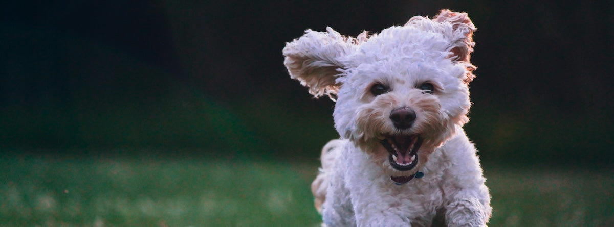 Bone broth dog