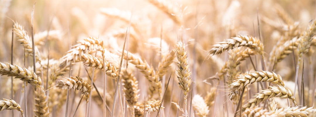 Gut Health: Why Everyone Can Benefit from a Gluten-Reduced Diet