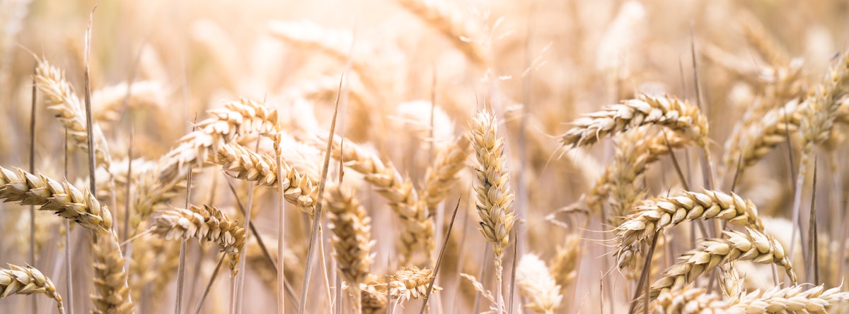 Gut Health: Why Everyone Can Benefit from a Gluten-Reduced Diet