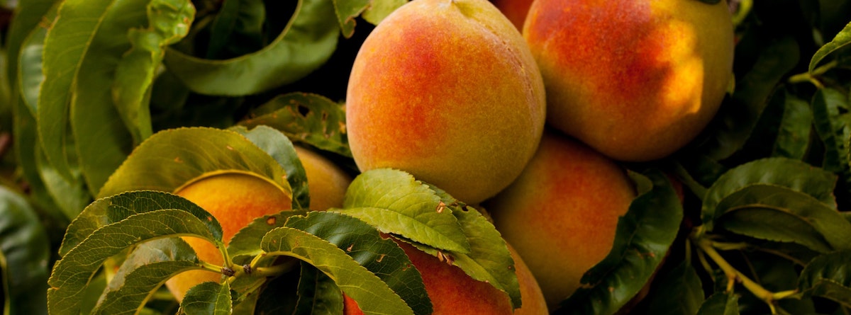 Vitamin C to boost your immune system